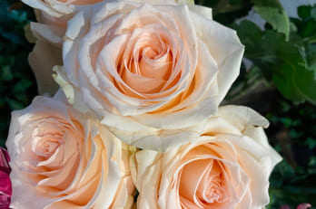 Image présentation service fleurissement de tombe